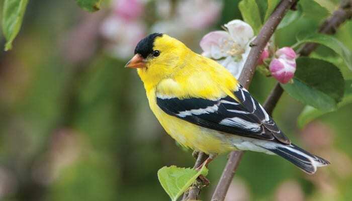 goldfinches.jpg