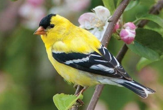 finch.jpg