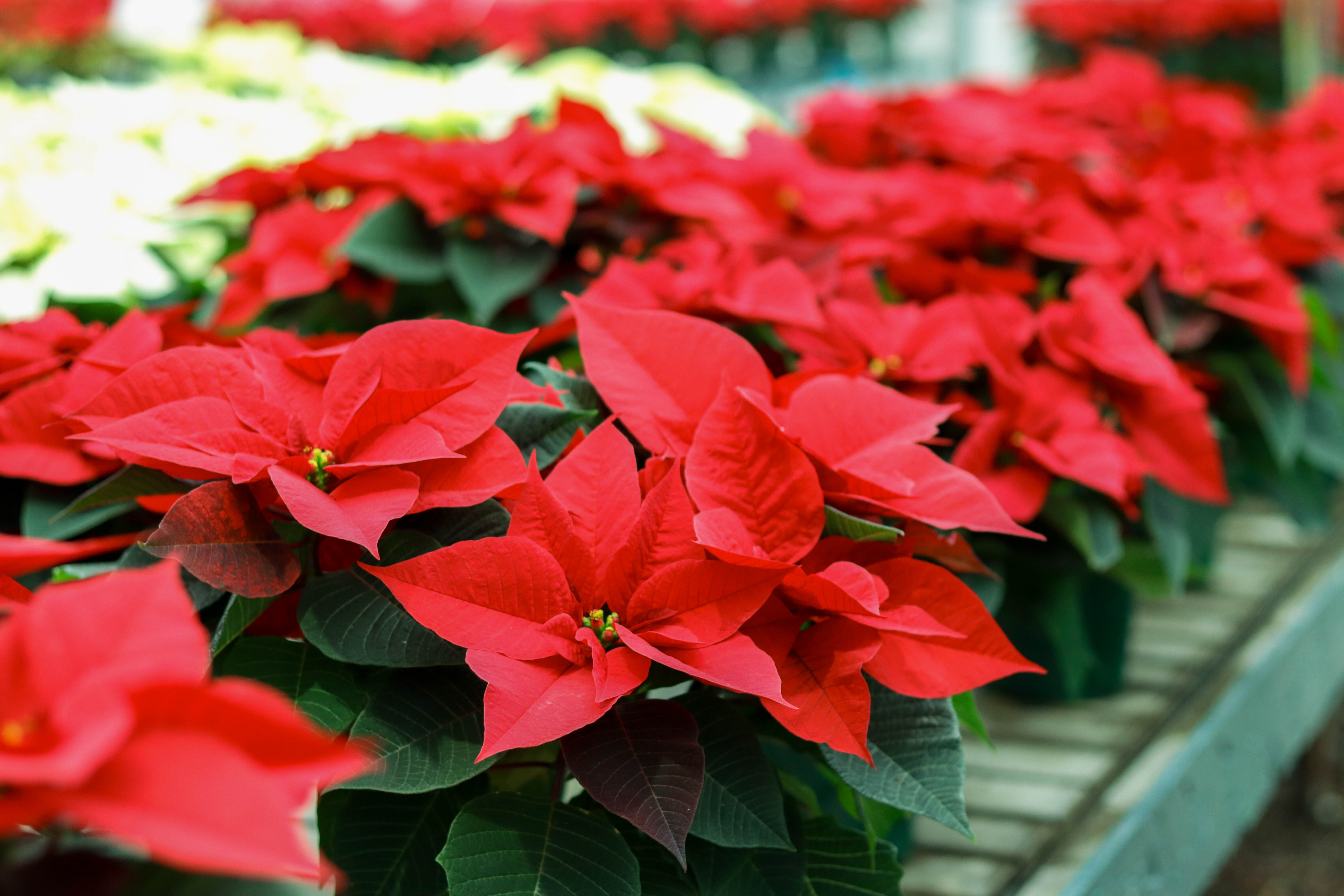 poinsettias-in-vary.jpg poinsettias-in-vary.jpg