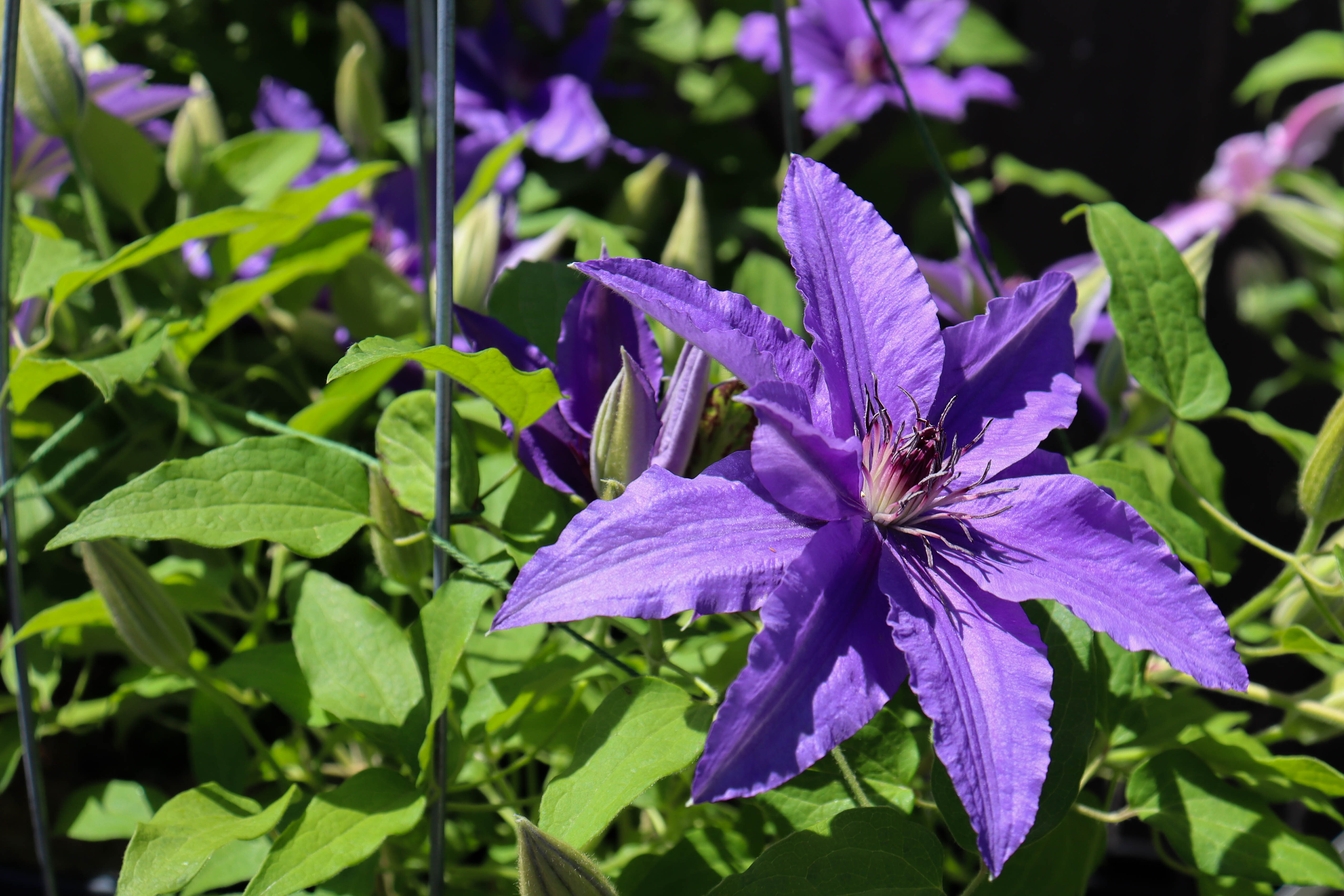 clematis-1444236-1920-1-.jpg