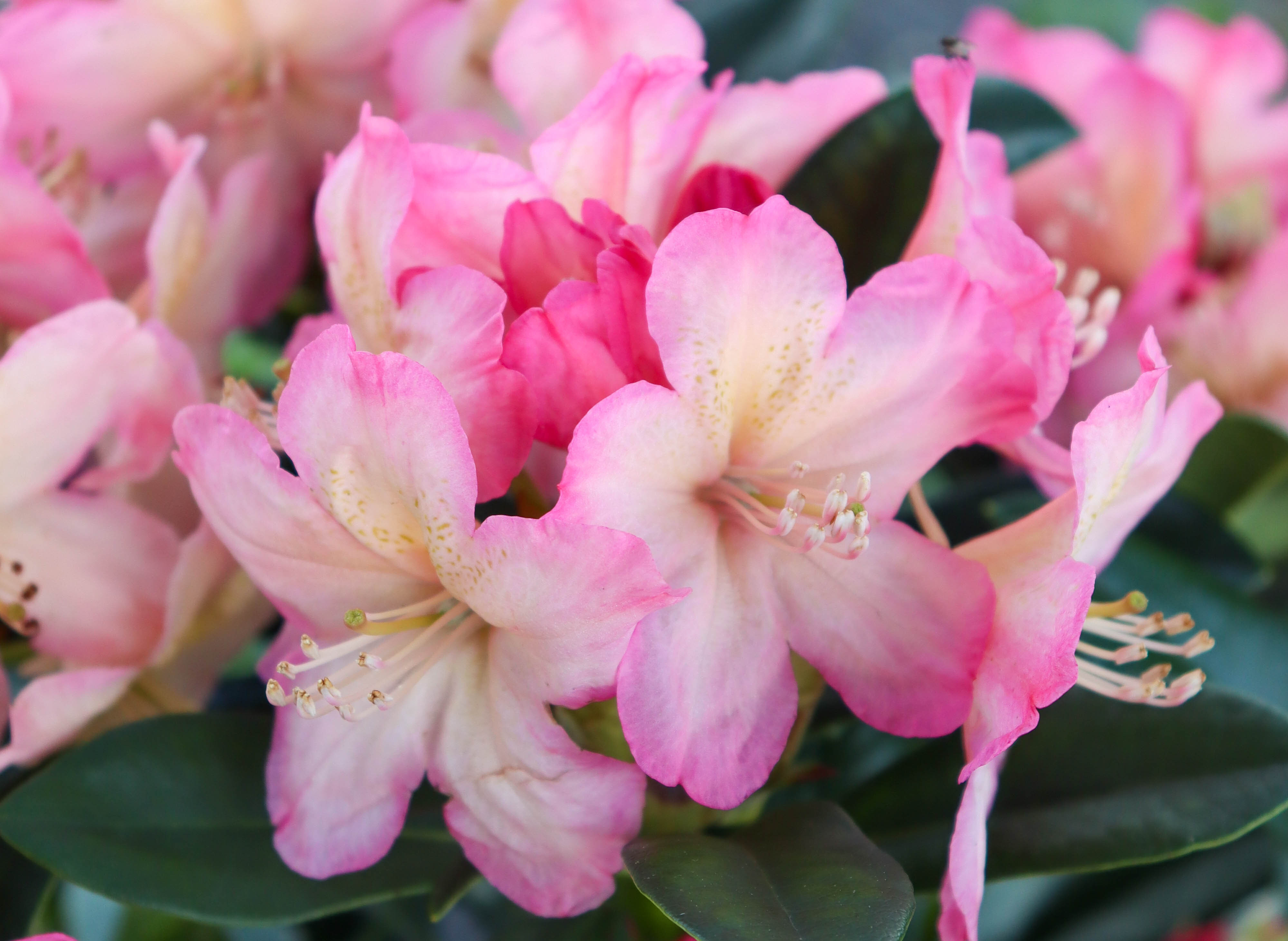 Amazing Azaleas - Grangetto's Farm & Garden Supply