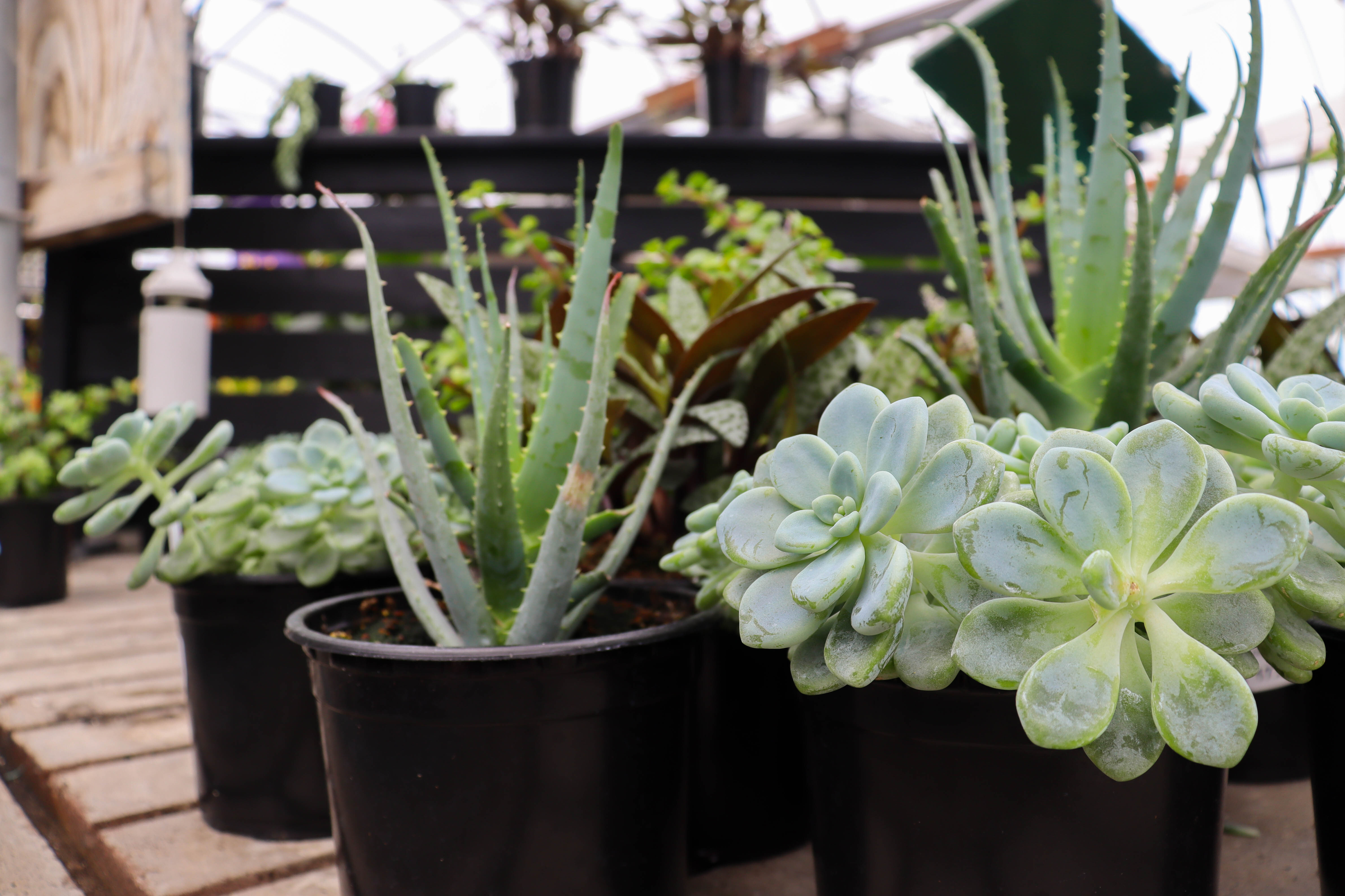 succulent-and-cacti.jpg