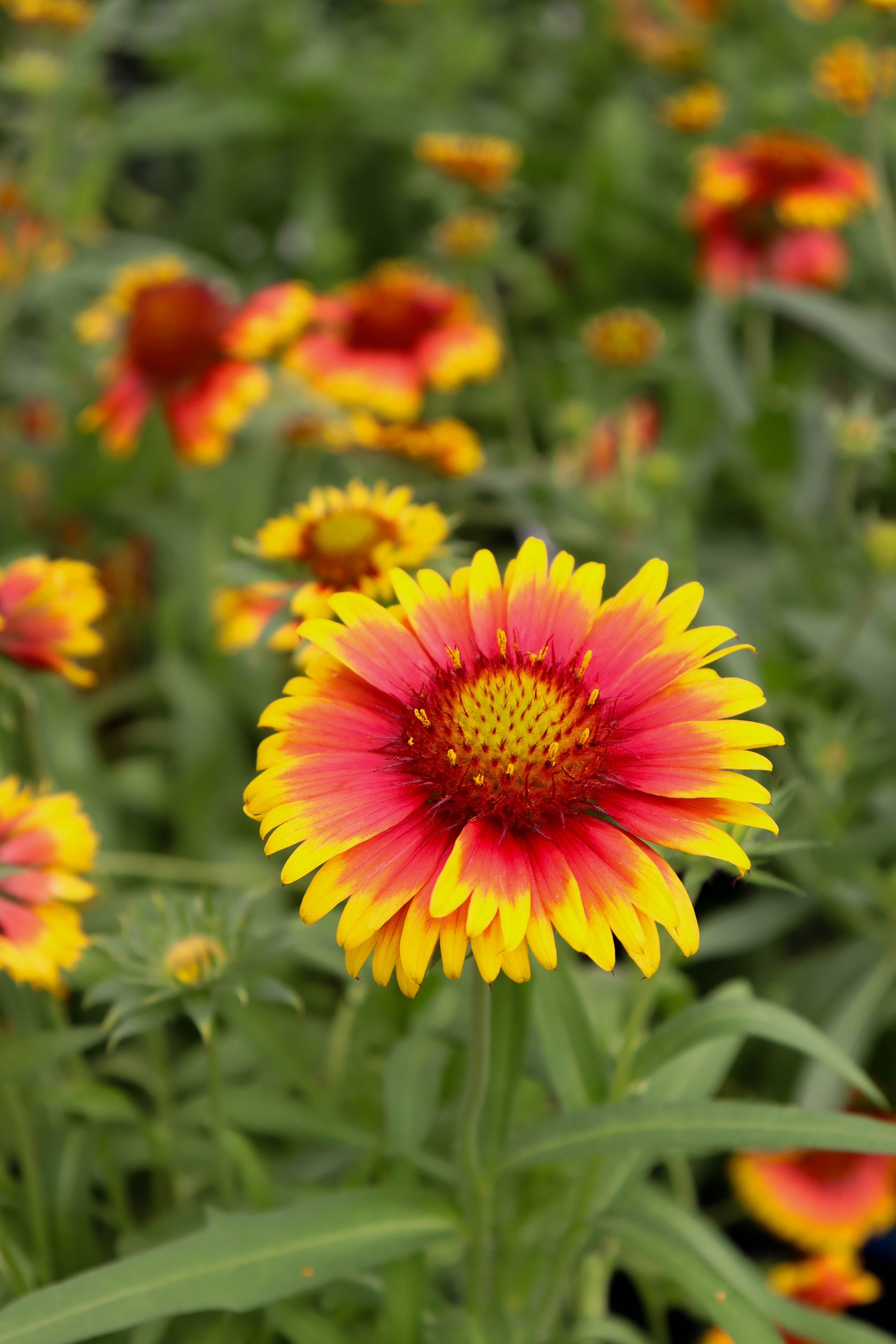 How To Grow And Care For Blanket Flowers