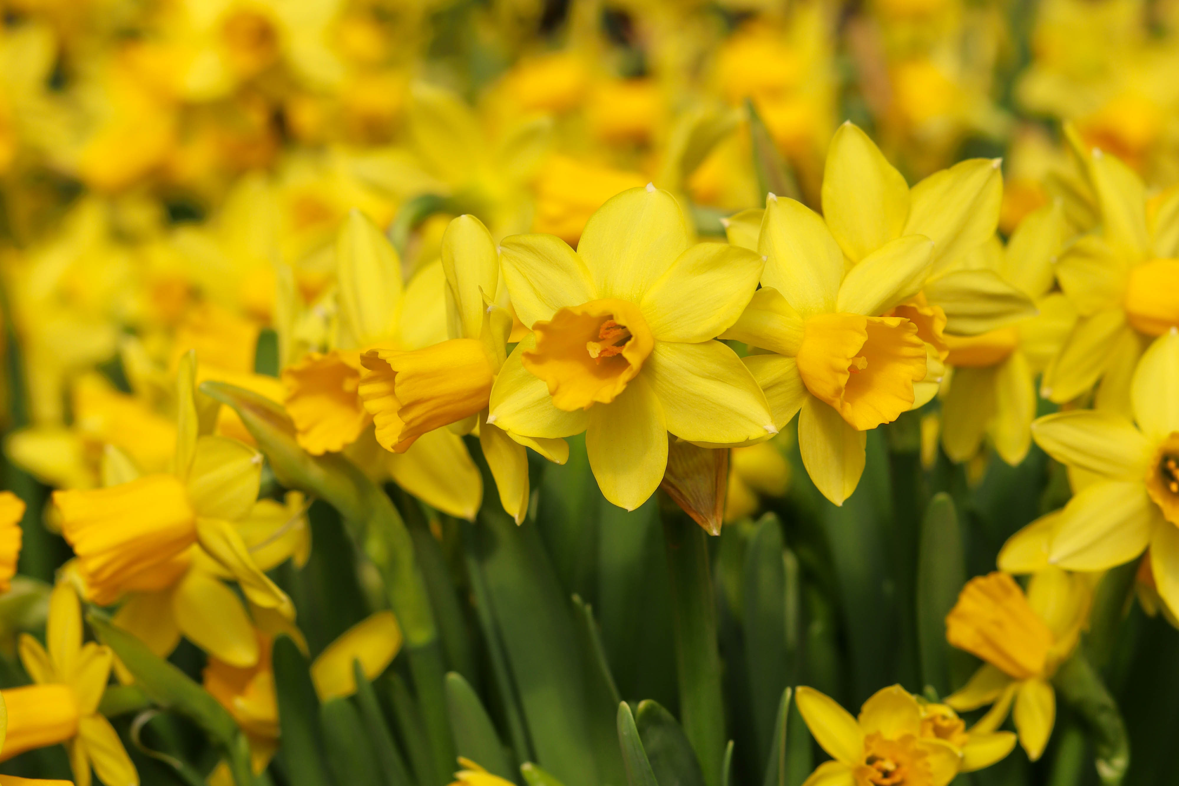 daffodils-article.jpg daffodils-article.jpg