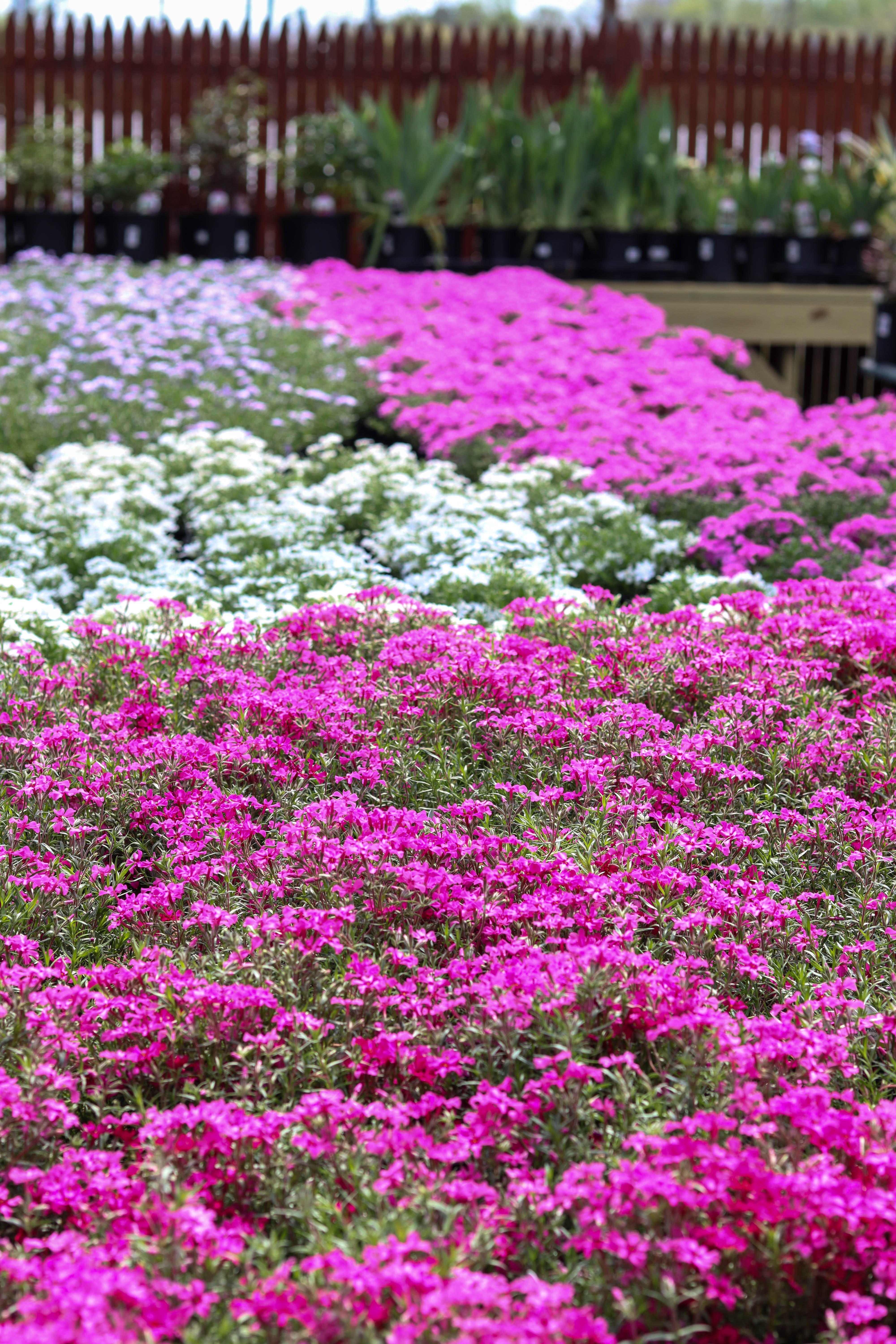 How To Care For Creeping Phlox For Cheery Blooms Each Spring | Gardening Know How
